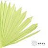 永生花材 | 棕榈叶绿色 商品缩略图2