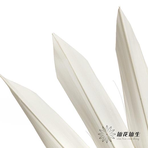 永生花材 | 棕榈叶白色 商品图3
