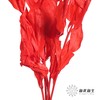 永生花材 | 桔子叶红色 商品缩略图1