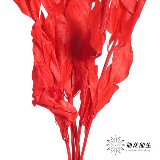 永生花材 | 桔子叶红色 商品图1