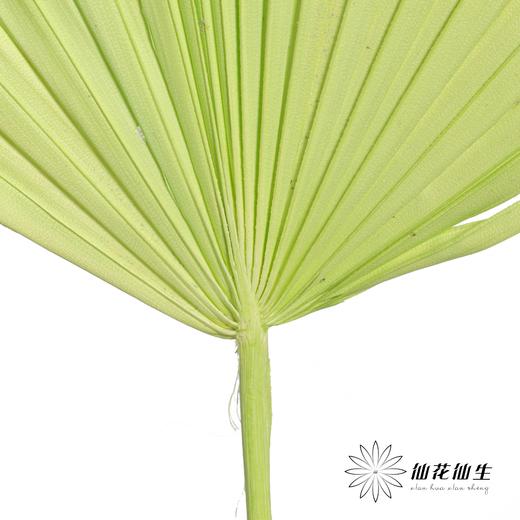 永生花材 | 棕榈叶绿色 商品图1
