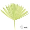 永生花材 | 棕榈叶绿色 商品缩略图0