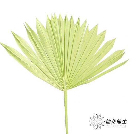 永生花材 | 棕榈叶绿色 商品图0