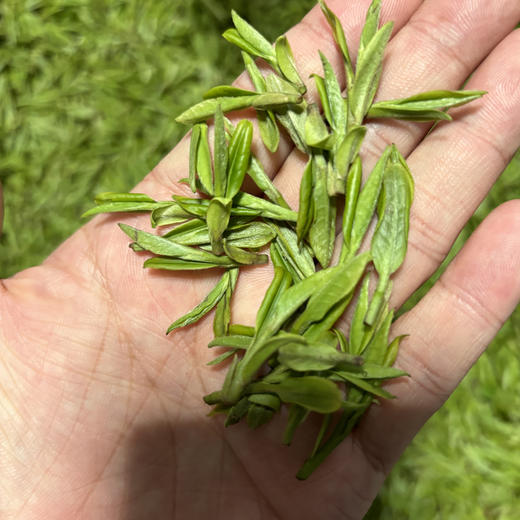 【梅家坞产区】 明前龙井 手工炒制 125g/250g 商品图1