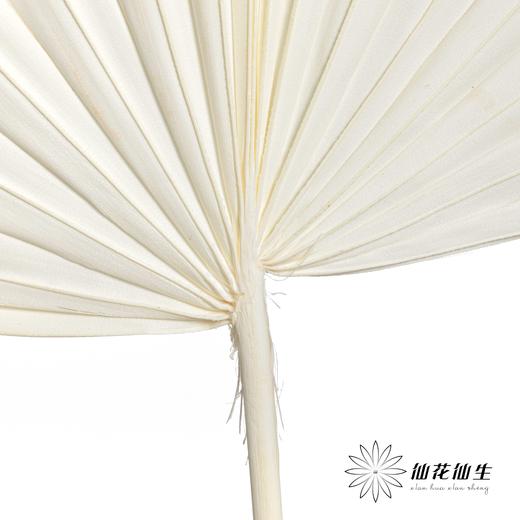 永生花材 | 棕榈叶白色 商品图1