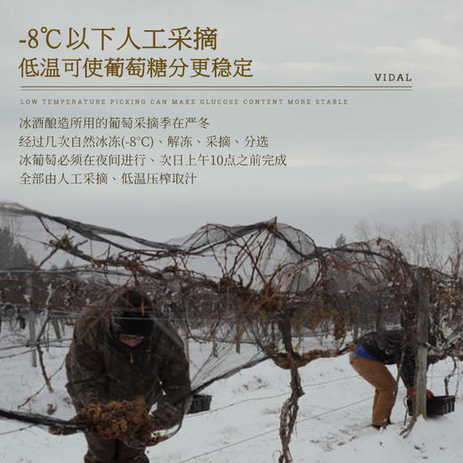 【液体黄金 加拿大原瓶进口】帝安吉乐晚收冰白葡萄酒 源自冰酒之乡加拿大 12.5%vol 商品图4