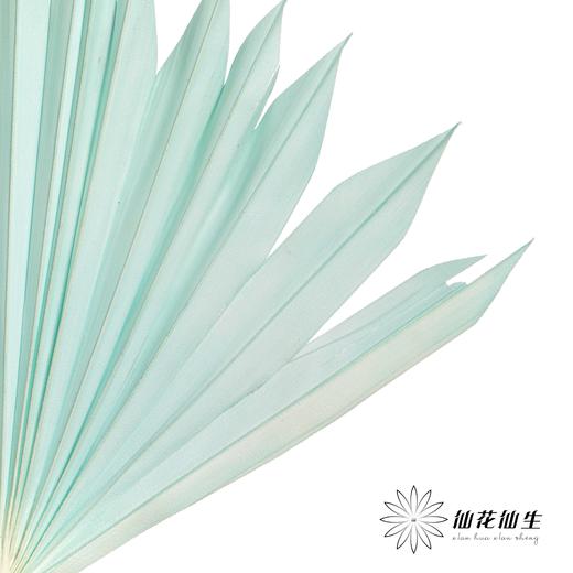 永生花材 | 棕榈叶浅蓝 商品图2