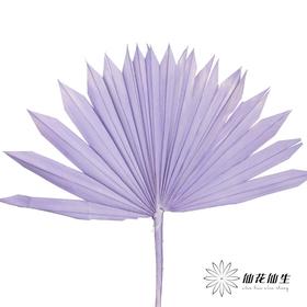 永生花材 | 棕榈叶紫色