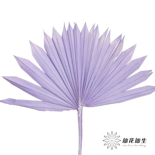 永生花材 | 棕榈叶紫色 商品图0