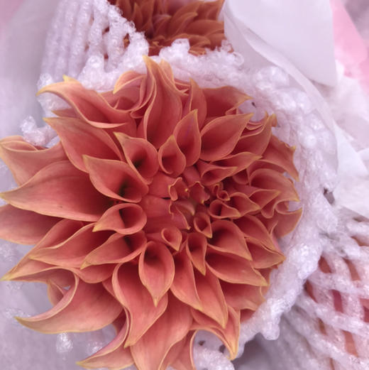 大丽花.罗森代尔 商品图0