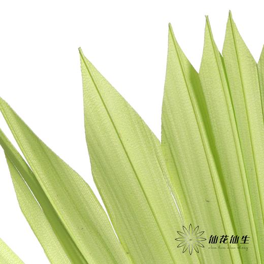 永生花材 | 棕榈叶绿色 商品图3