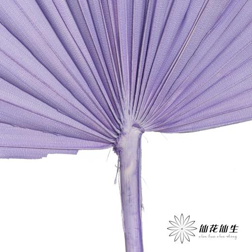 永生花材 | 棕榈叶紫色 商品图1