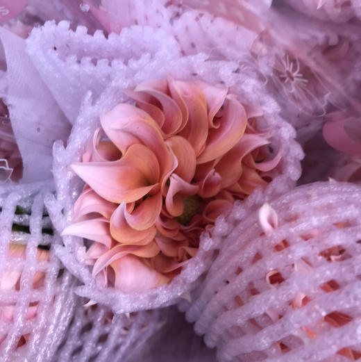 大丽花.奶油桃子 商品图3