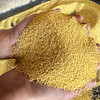 【现货现发】黄小米/高粱面  当季新谷 要吃就吃现磨 不过度加工 营养价值高 口感更香更粘稠 商品缩略图6