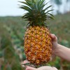 海南树上熟金钻凤梨 长的狂野，甜的专一 118项农残0检出报告+有机认证 商品缩略图5