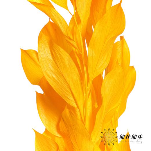 永生花材 | 桔子叶黄色 商品图3
