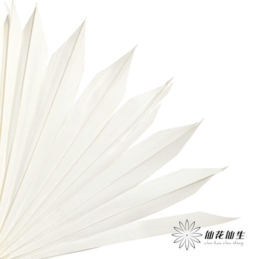 永生花材 | 棕榈叶白色 商品图2