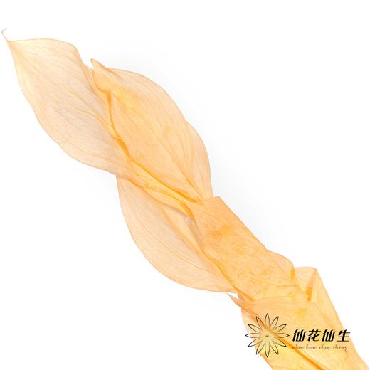 永生花材 | 桔子叶香槟 商品图2