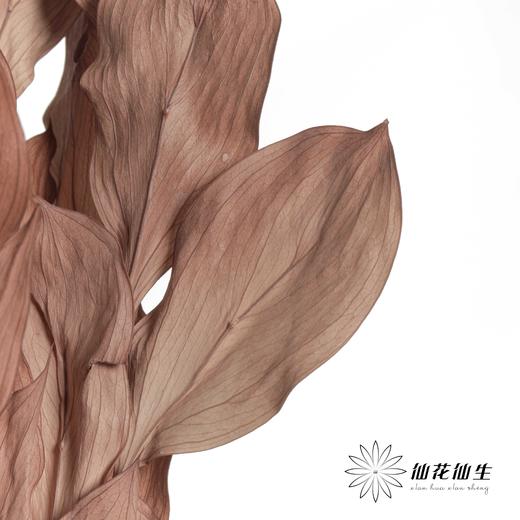 永生花材 | 桔子叶棕色 商品图3