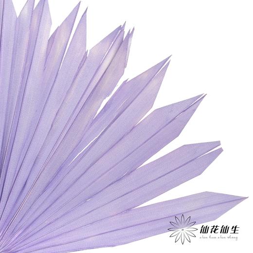 永生花材 | 棕榈叶紫色 商品图2