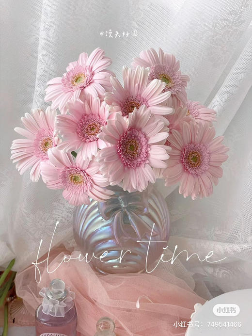 国产非洲菊-【华沙】 商品图1