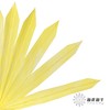 永生花材 | 棕榈叶黄色 商品缩略图2