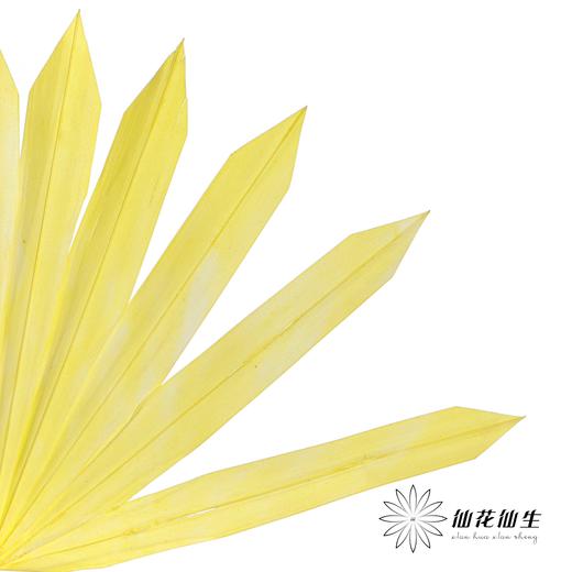 永生花材 | 棕榈叶黄色 商品图2