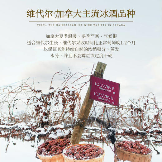 【液体黄金 加拿大原瓶进口】帝安吉乐晚收冰白葡萄酒 源自冰酒之乡加拿大 12.5%vol 商品图7