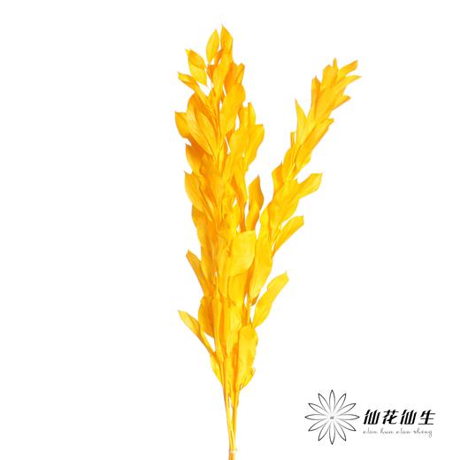 永生花材 | 桔子叶黄色 商品图2