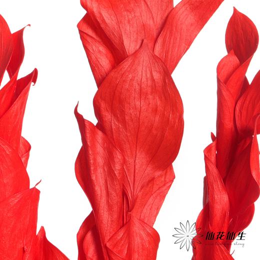 永生花材 | 桔子叶红色 商品图3