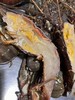 & 极品大青龙🦞非常肥美，还带膏，[胜利]只只都是爆肉品活冻 商品缩略图9