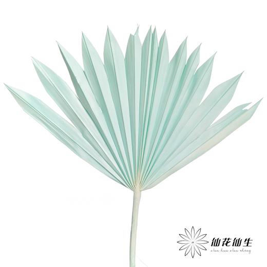 永生花材 | 棕榈叶浅蓝 商品图0
