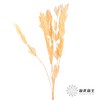 永生花材 | 桔子叶香槟 商品缩略图1