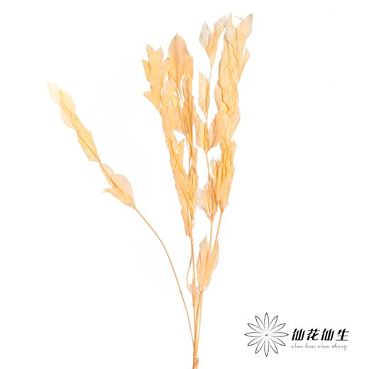 永生花材 | 桔子叶香槟 商品图1
