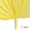 永生花材 | 棕榈叶黄色 商品缩略图1