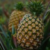 海南树上熟金钻凤梨 长的狂野，甜的专一 118项农残0检出报告+有机认证 商品缩略图0