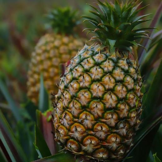 海南树上熟金钻凤梨 长的狂野，甜的专一 118项农残0检出报告+有机认证 商品图0