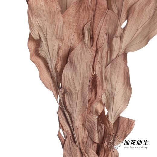 永生花材 | 桔子叶棕色 商品图1