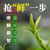 2026新茶 悠谷绿茶 830（高香绿茶）250克 芽细香悠 香甜顺滑 商品缩略图1