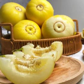 【果蔬精选】山东小蜜蜂甜瓜 甜瓜中的劳斯莱斯 甜度可达20以上 肉脆瓤蜜 浓香多汁 每咬一口 都如蜂蜜一般甜脆