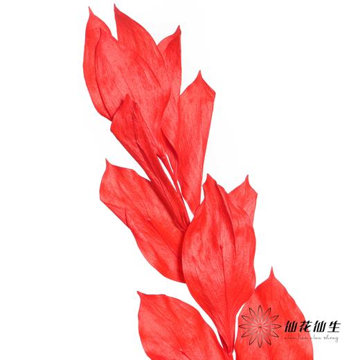 永生花材 | 桔子叶红色 商品图0