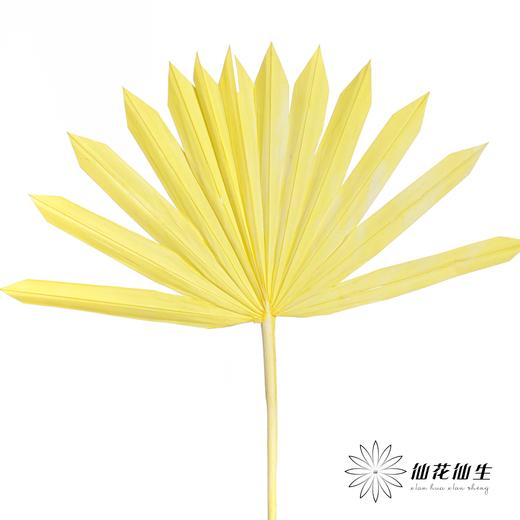 永生花材 | 棕榈叶黄色 商品图0