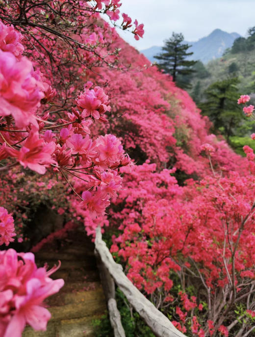【武汉出发丨木兰云雾山一日游】一场视觉、嗅觉、触觉的全方位春日杜鹃盛宴 商品图1