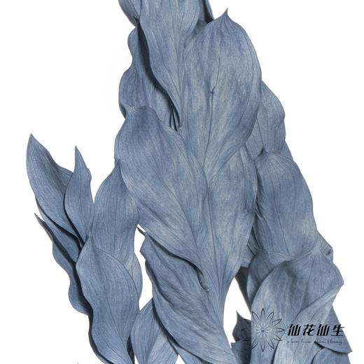 永生花材 | 桔子叶蓝灰 商品图3