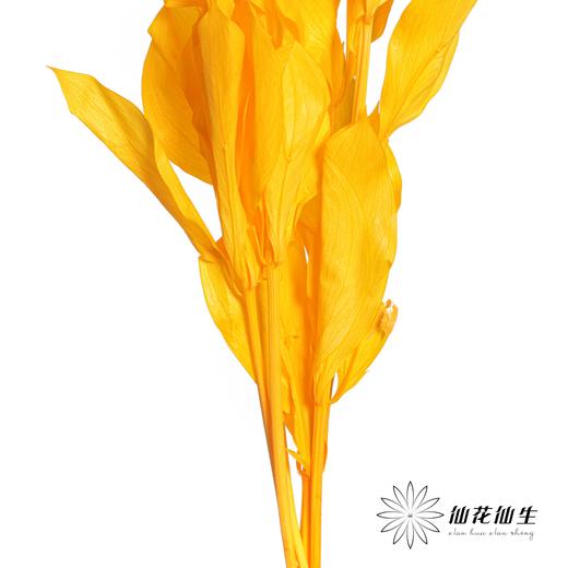 永生花材 | 桔子叶黄色 商品图1