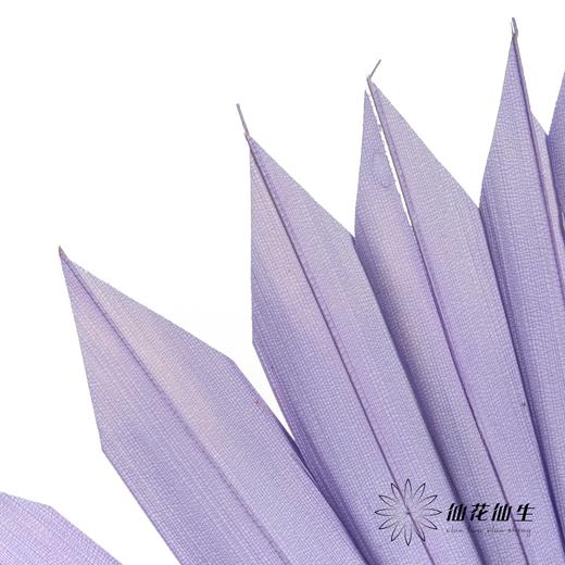 永生花材 | 棕榈叶紫色 商品图3