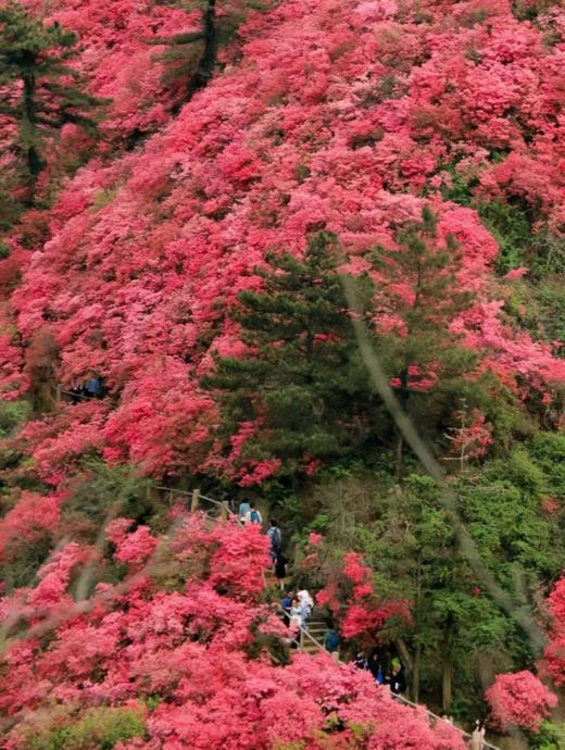【武汉出发丨木兰云雾山一日游】一场视觉、嗅觉、触觉的全方位春日杜鹃盛宴 商品图2