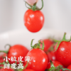 饱记生鲜珍珠甜甜小番茄釜山88品种改良新鲜皮薄鲜嫩小番茄 商品缩略图1