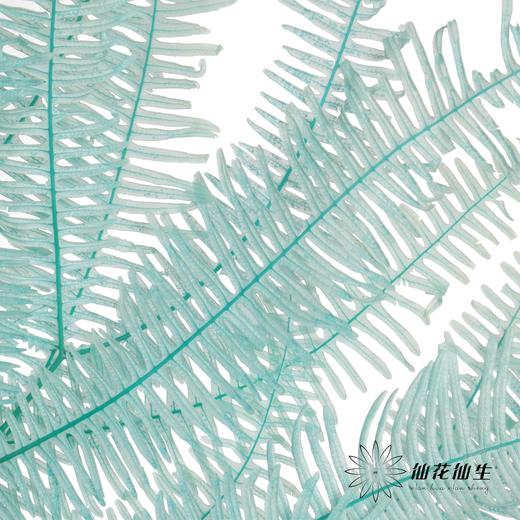 永生花材 | 芒其叶蒂芙尼绿 商品图1