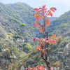 zms【露天红油香椿】“吃春”，春天的味道，树上蔬菜 红油椿芽 ，自然成熟，露天头茬， 香味浓郁，鲜嫩少渣，优选15cm左右嫩芽，现摘现发 商品缩略图3